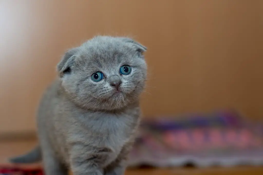 The Science Behind Why Cats Purr: Understanding Your Feline’s Communication