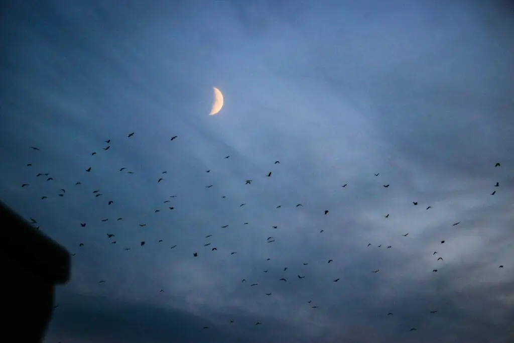 I Followed Migrating Birds for 3 Years: 24 Mind-Blowing Navigation Secrets They Use