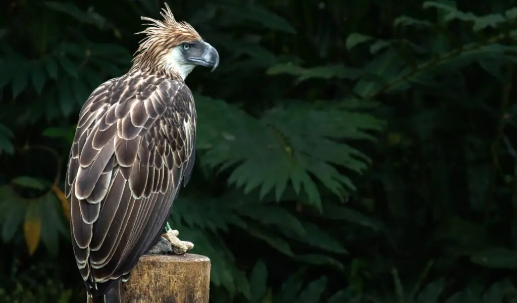 20 Animals That Are Close To Going Extinct