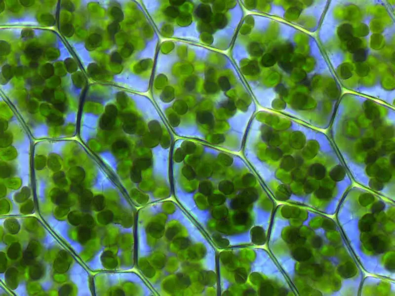 15 Evolutionary Milestones That Took Us From Goo to You