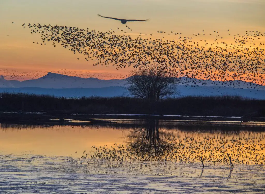 The Quantum Spies: How Birds Use Physics That Einstein Called ‘Spooky’