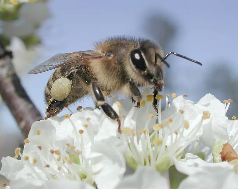 15 Steps from Non-Living to Living: How Life May Have Evolved