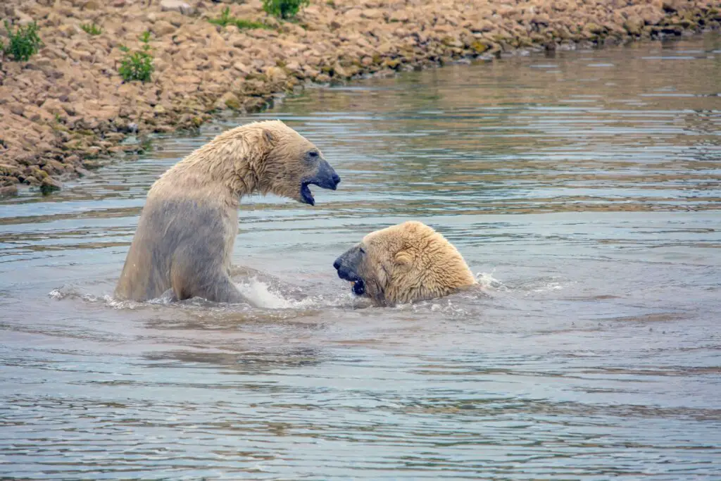 Arctic Gold Rush: Mapping the Polar Region’s Untapped Resources and Scientific Secrets