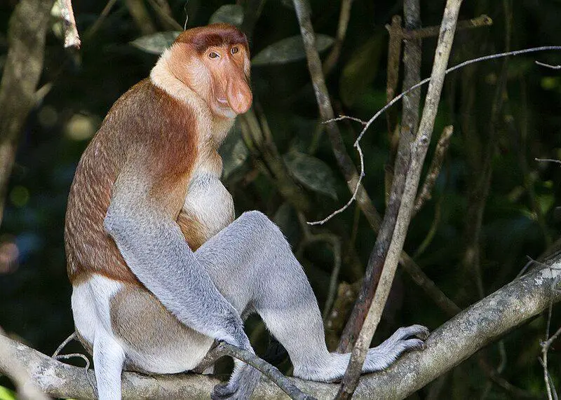 15 Animals That Evolved in the Weirdest Ways