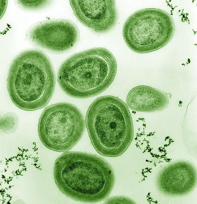 15 Steps from Non-Living to Living: How Life May Have Evolved