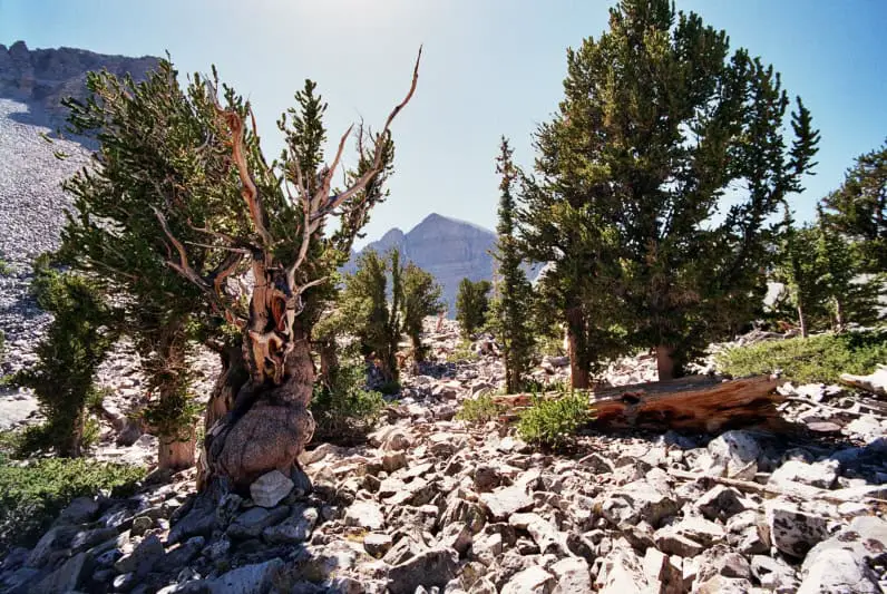 15 Times Nature Defied Science