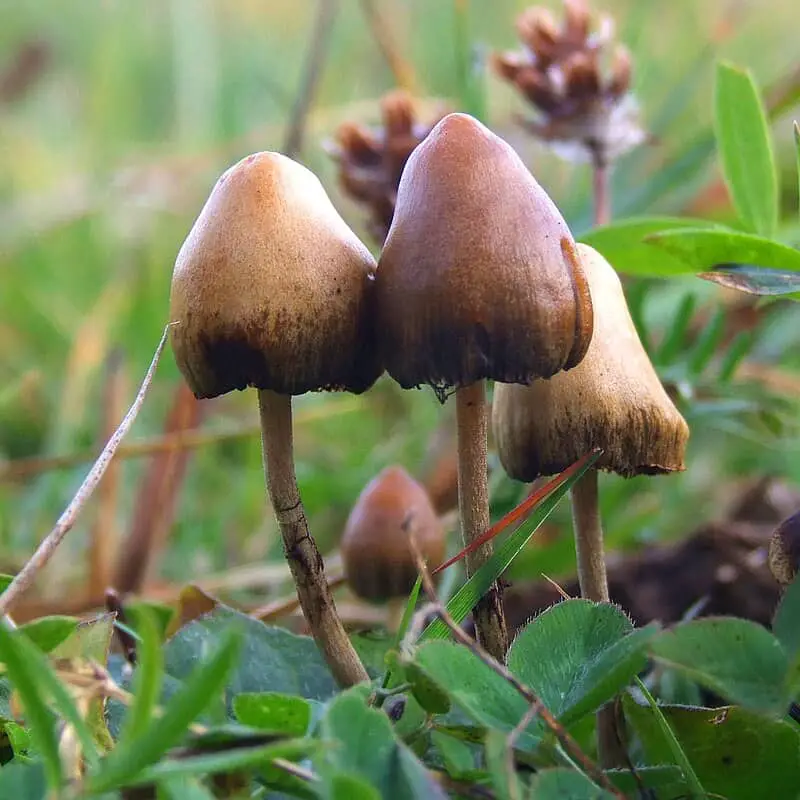 Scientists Finally Found the Psychedelic Source of LSD