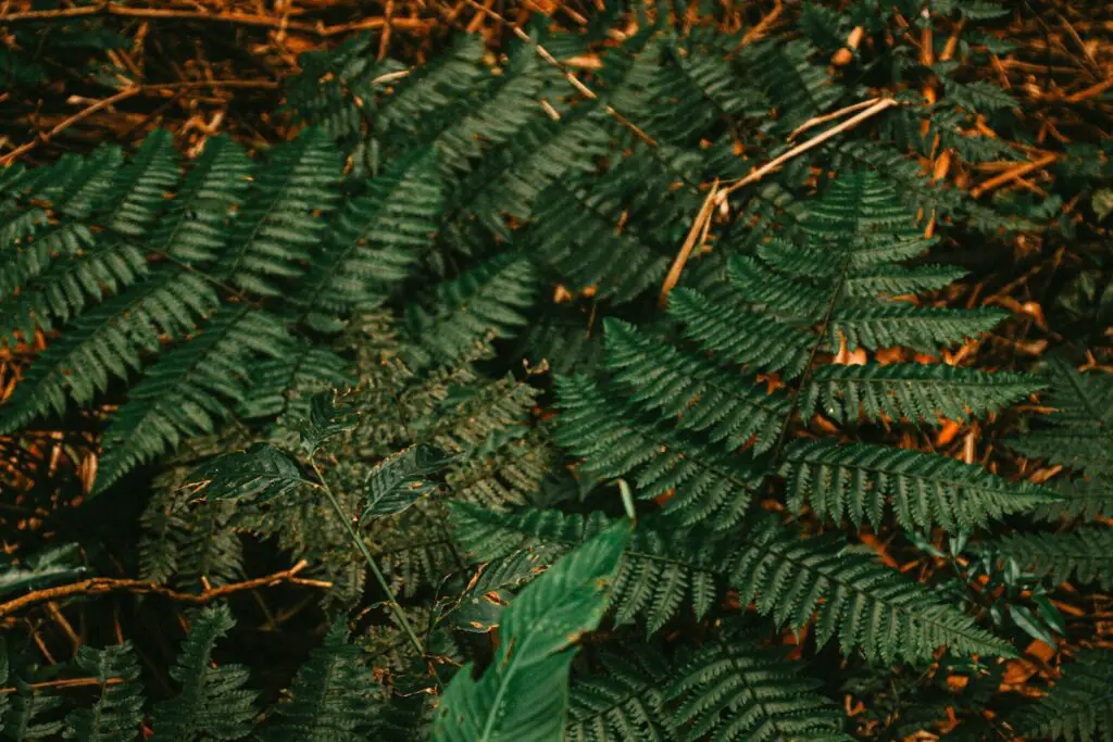 The Shapeshifters: Plants That Become Invisible to Survive
