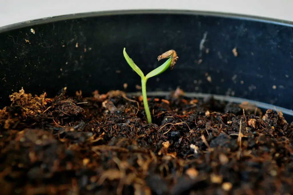 Plants Are Screaming When You Cut Them—We Just Couldn’t Hear It