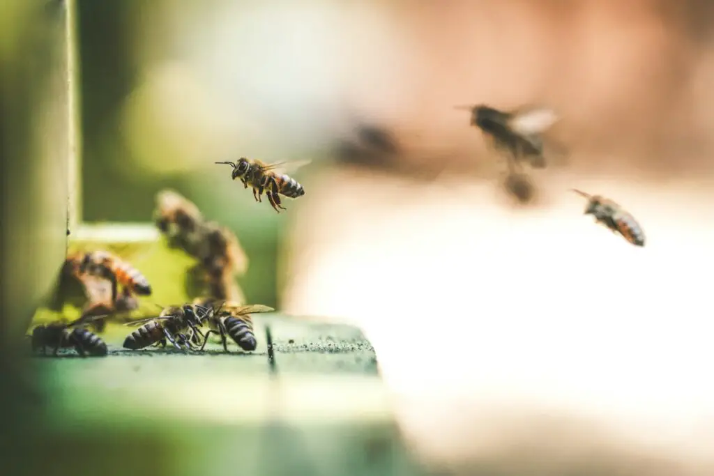 Why Honeybees Vote on Where to Build Their New Home (And It’s More Democratic Than Human Elections)
