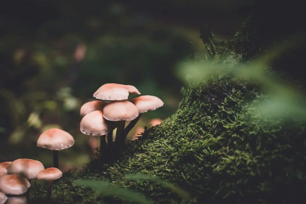 Why Forests Around the World Are Suddenly Glowing at Night