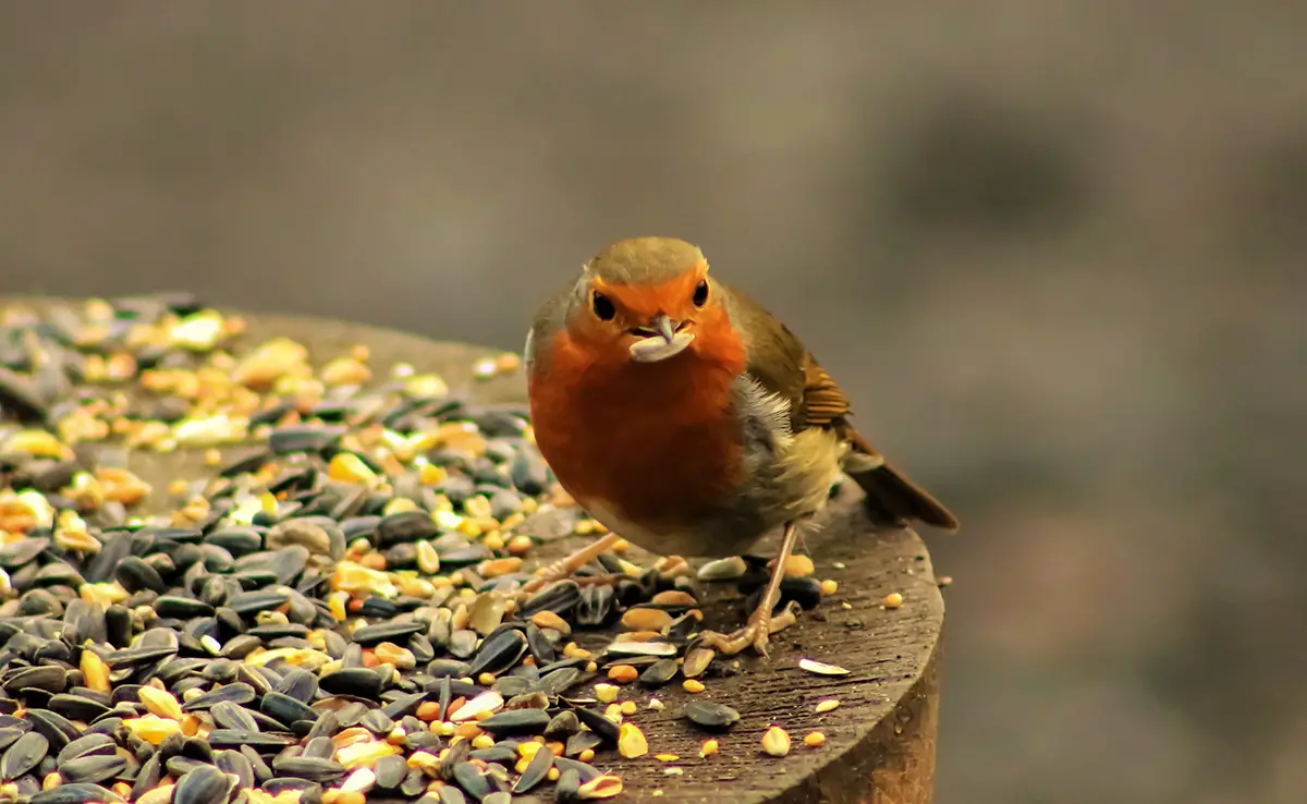 quand nourrir oiseaux jardin 082017 1200 738