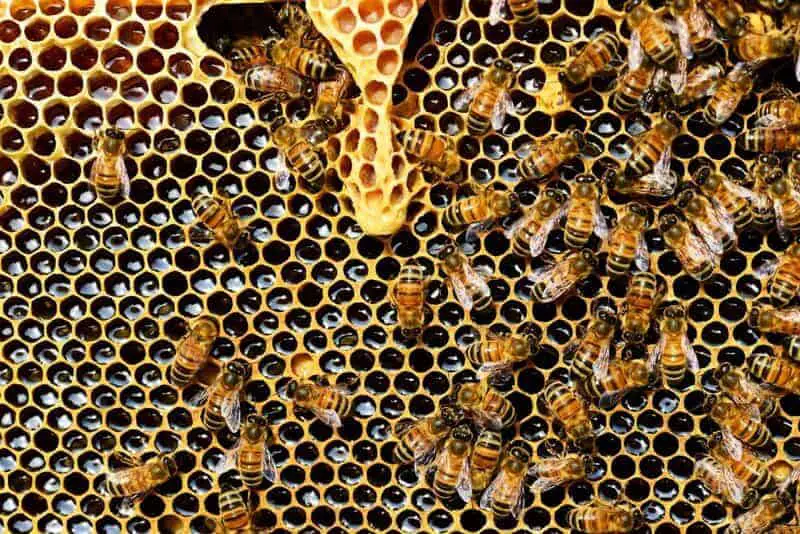 Why Honeybees Vote on Where to Build Their New Home (And It’s More Democratic Than Human Elections)