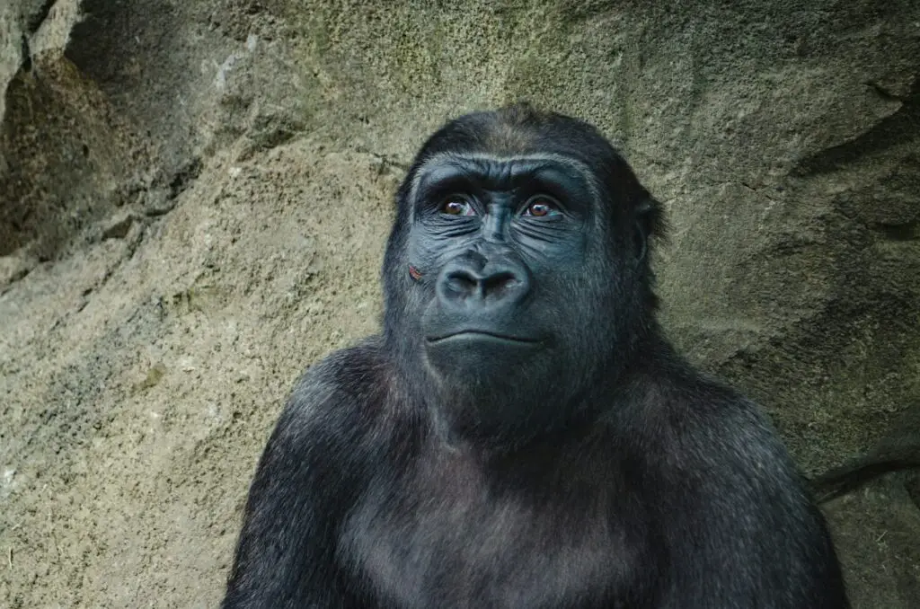The Mirror Test Results: 23 Animals That Actually Recognize Themselves