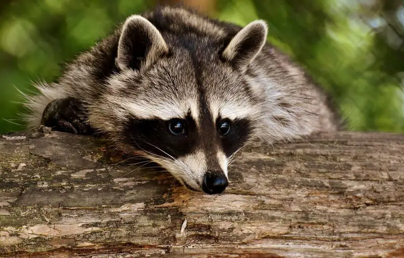 Don’t Touch These: 15 Poisonous Animals Found in Your Backyards