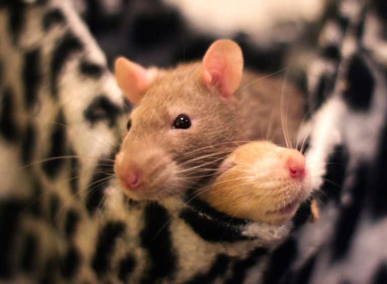Do Mice Have Hearts of Gold? Studies Show They Can Be “Good Samaritans”
