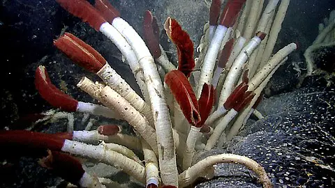 Bone-Eating Worms Have Been Cleaning Ocean Floors for Over 100 Million Years
