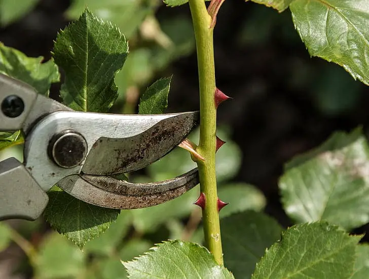 Plants Are Screaming When You Cut Them—We Just Couldn’t Hear It