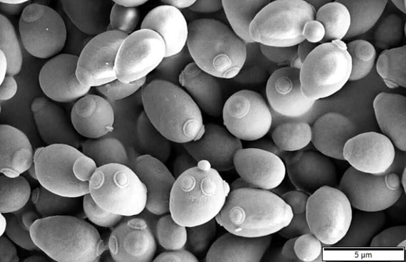 Scientists Finally Found the Psychedelic Source of LSD