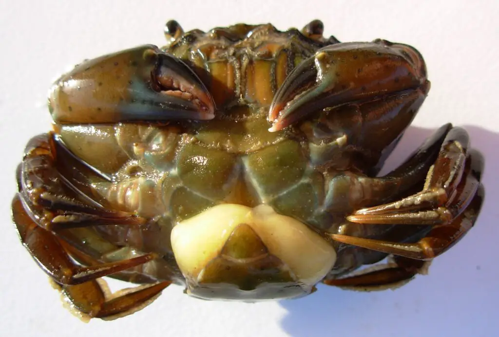 The Zombie Makers: Meet the Parasites That Control Animal Minds