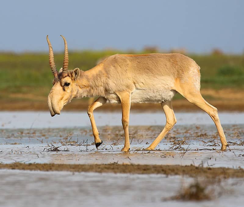 15 Animals That Evolved in the Weirdest Ways