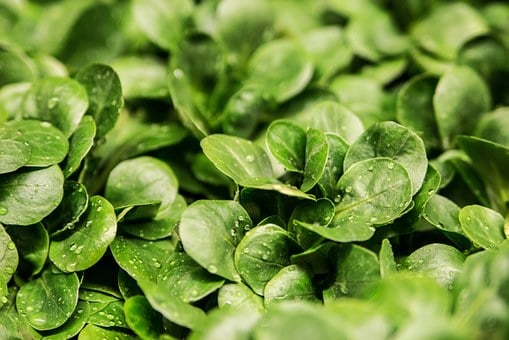 The Plant That Can Literally Eat Metal (And It’s Growing in Your Backyard)