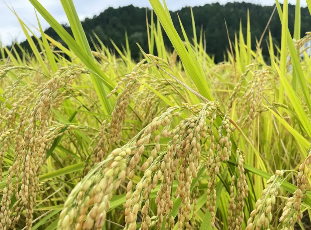 Did You Know Plants Can Do Math? These Species Can Actually Count and Remember Numbers