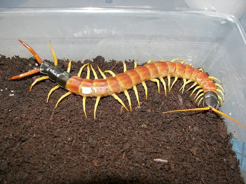 Don’t Touch These: 15 Poisonous Animals Found in Your Backyards