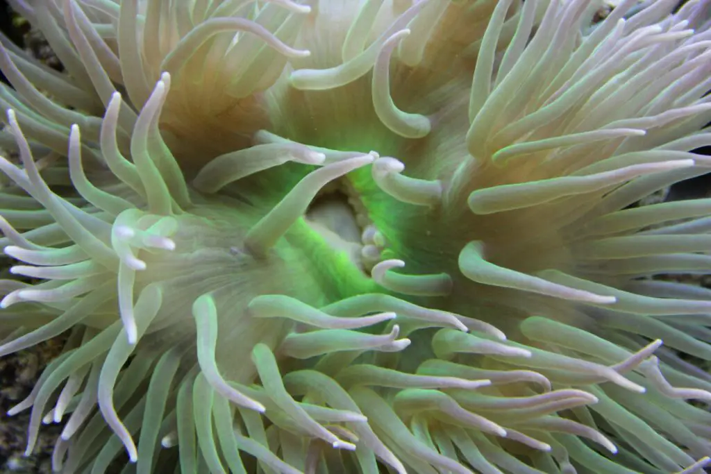 600-Million-Year-Old Body Symmetry Mechanism Found in Sea Anemones