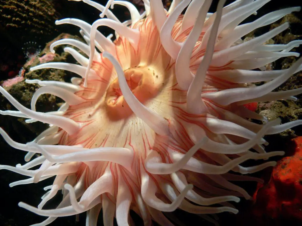 600-Million-Year-Old Body Symmetry Mechanism Found in Sea Anemones