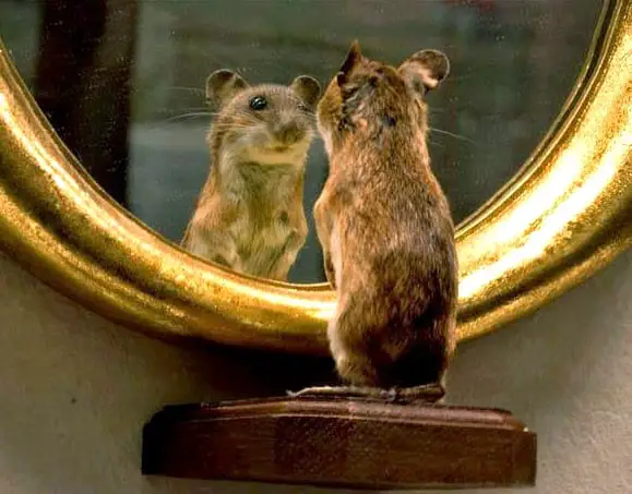 Do Mice Have Hearts of Gold? Studies Show They Can Be “Good Samaritans”