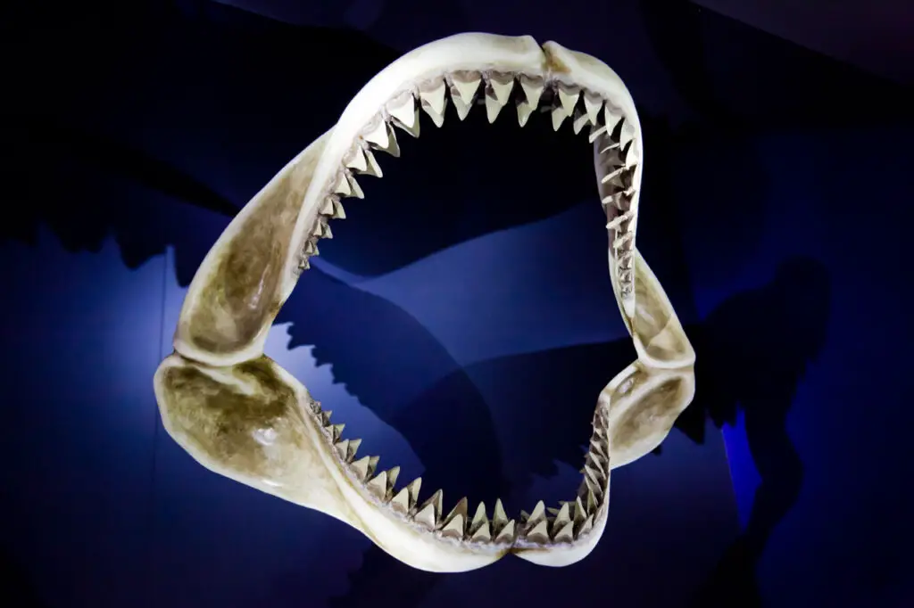 Massive Extinct Salamander With Vice-Like Jaws Found in Tennessee Fossil