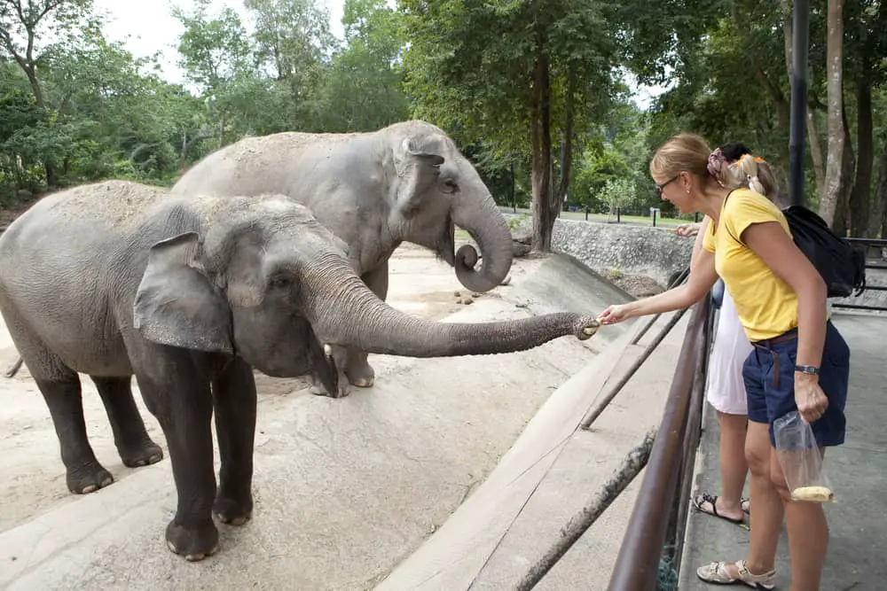 Should We Bring Back Extinct Species? What Science and Ethics Say