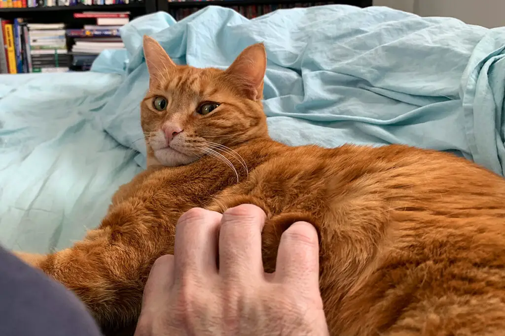 Why Your Cat’s Purr Is Literally Healing You—The Frequency That Repairs Bones