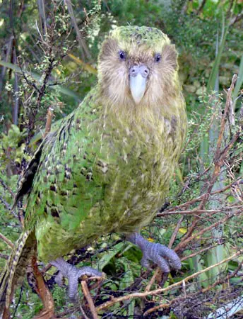 15 Animals That Evolved in the Weirdest Ways