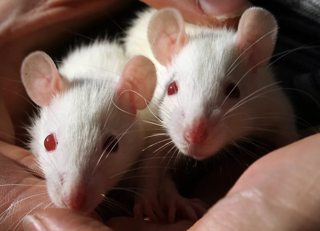 Do Mice Have Hearts of Gold? Studies Show They Can Be “Good Samaritans”