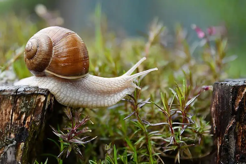 Top 15 Weirdest Things Scientists Have Ever Found Inside the Human Body