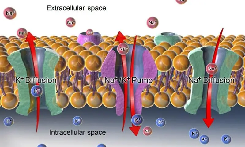 15 Ancient Traits You Still Have From the First Living Cells
