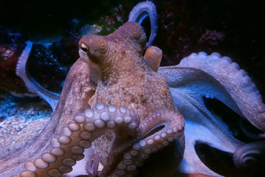 How Octopuses Became the Ocean’s Smartest Invertebrates — 25 Problem-Solving Abilities