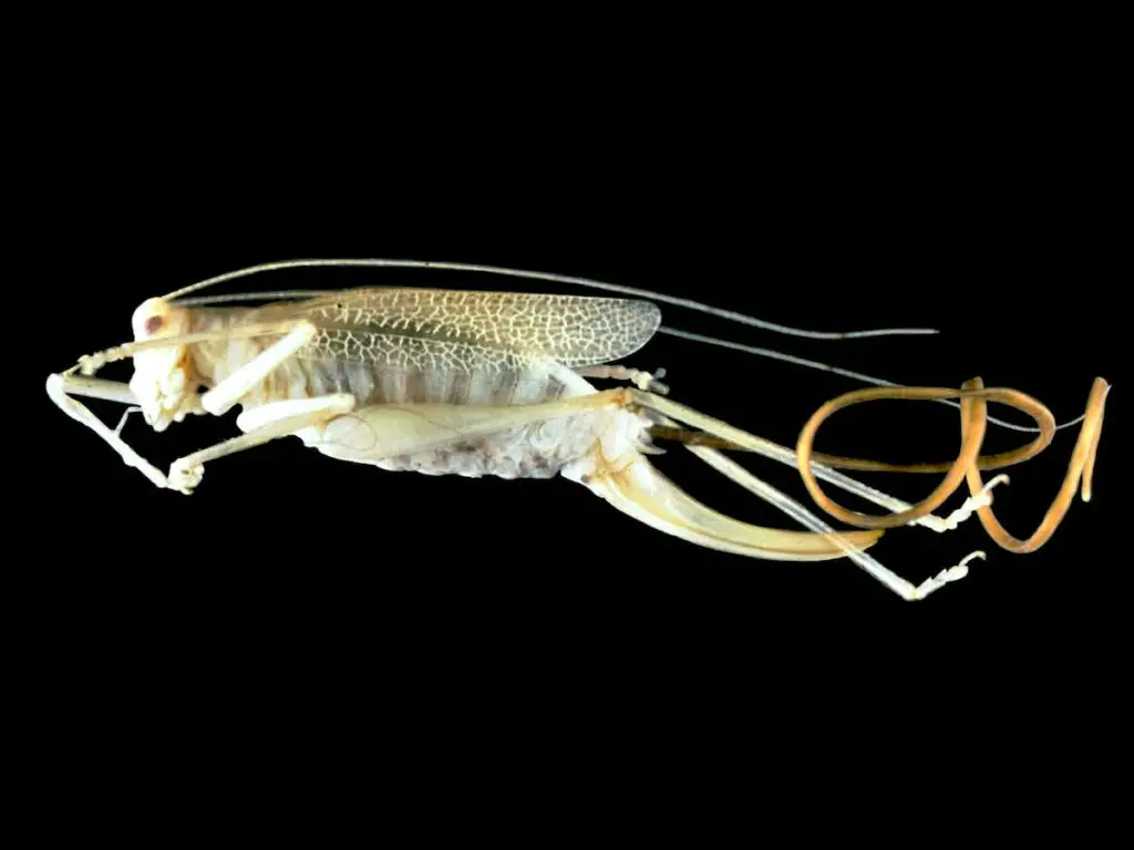 The Zombie Makers: Meet the Parasites That Control Animal Minds