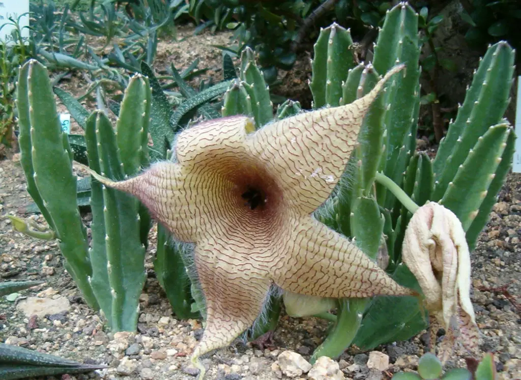 The Shapeshifters: Plants That Become Invisible to Survive