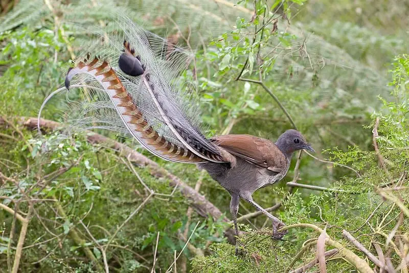 15 Animals That Evolved in the Weirdest Ways