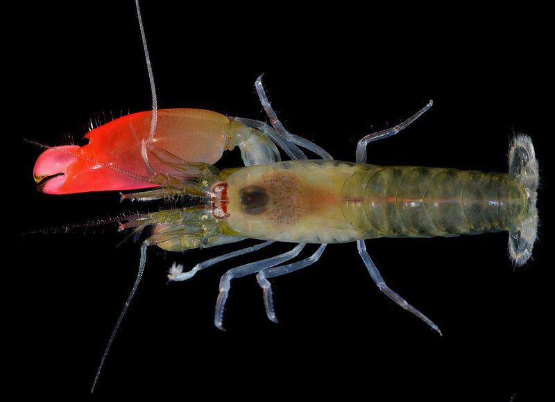 15 Animals That Evolved in the Weirdest Ways