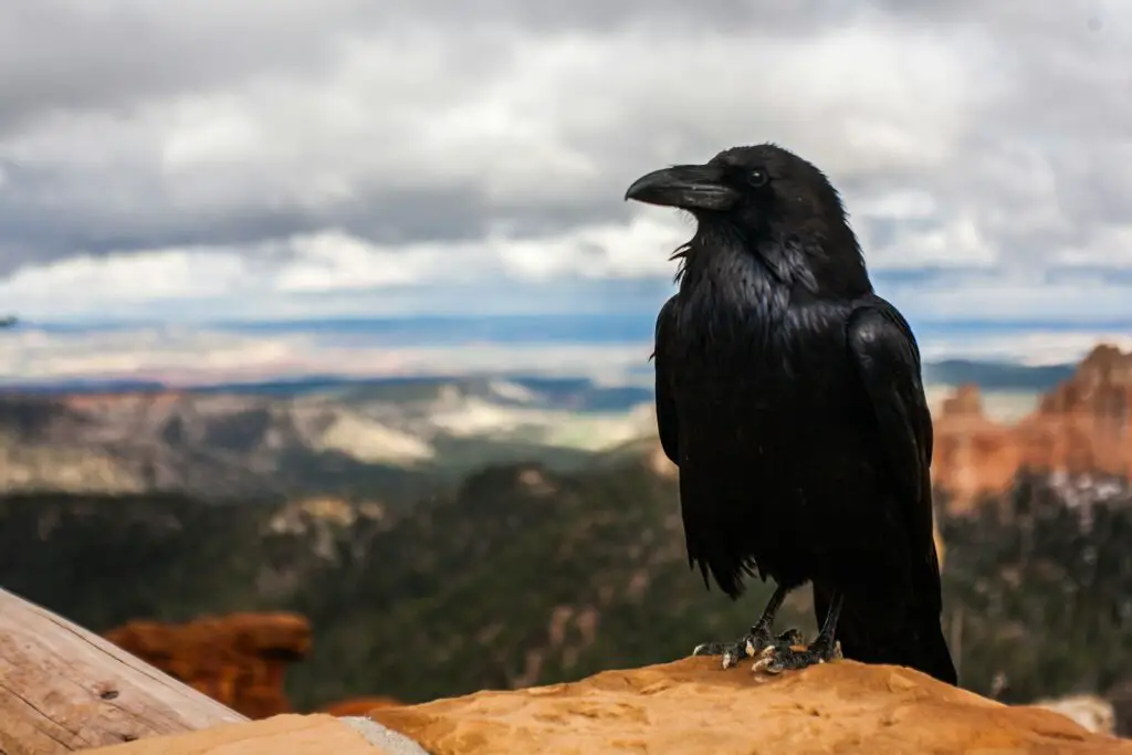 These Crows That Hold 25-Year Grudges and Pass Their Hatred Down Through Generations