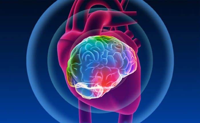 Scientists Discovered a “Second Brain” in Your Heart—And It Remembers Everything
