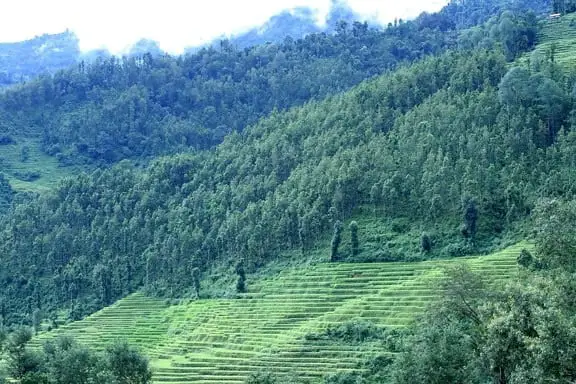 Forest Apocalypse: Why 2025’s Deforestation Crisis Threatens Human Civilization