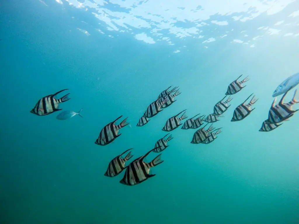 How 600 Fish Species Evolved in the Blink of an Eye