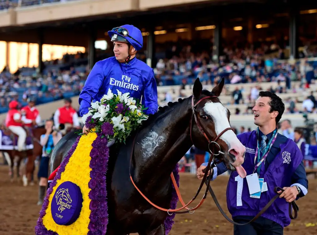 Scientists Decode Horse Facial Expressions to Better Understand Their Emotions