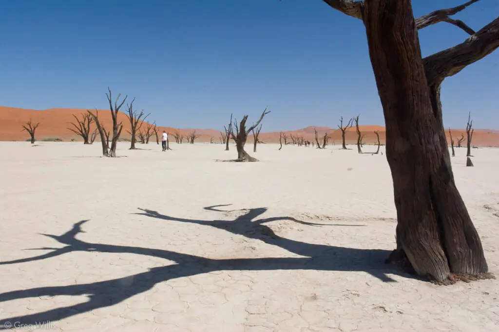 Forest Apocalypse: Why 2025’s Deforestation Crisis Threatens Human Civilization