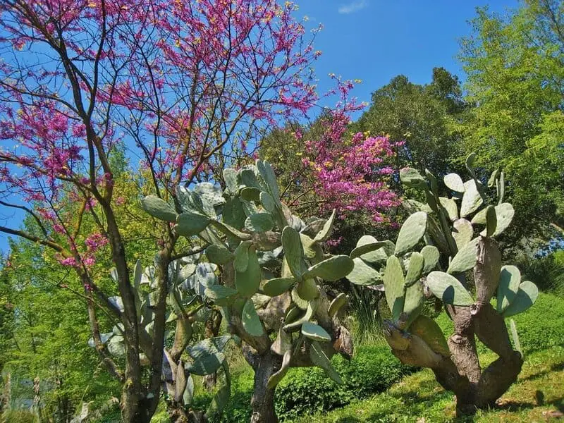 Plants Are Screaming When You Cut Them—We Just Couldn’t Hear It
